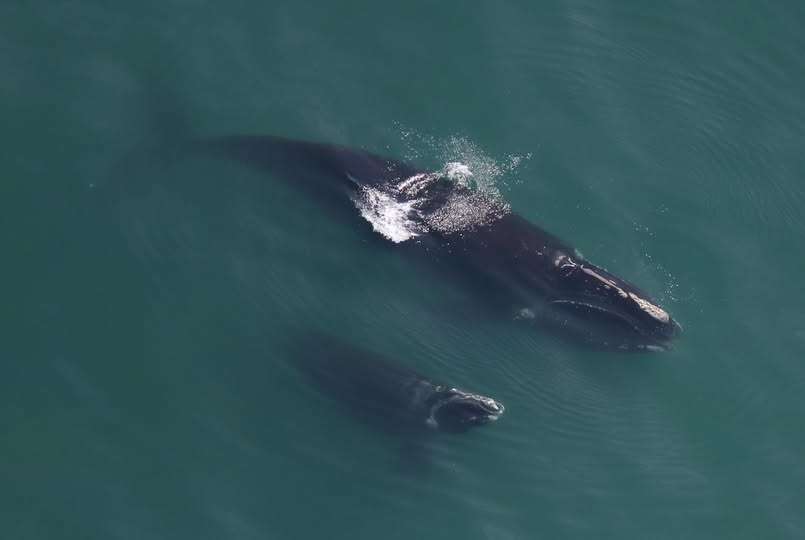 A new federal lawsuit tied to the critically endangered North Atlantic right whale could produce new complications for offshore wind development off Delmarva’s coast.