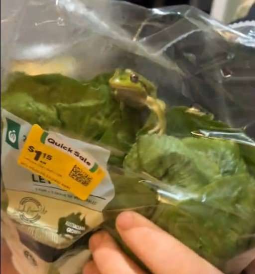 Live frog found in Woolworths lettuce sparks investigation in Esperance