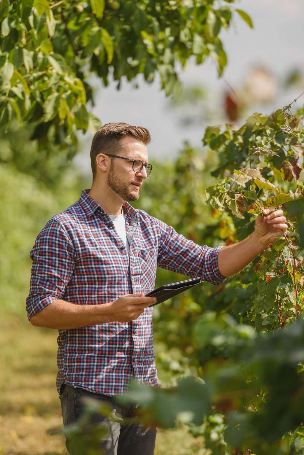 Mildura to host return of National Viticulture Seminar for grape growers - Mildura, VIC