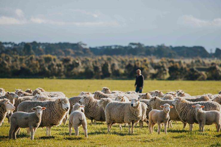 Lambing program yields productive results for Mallee sheep producers