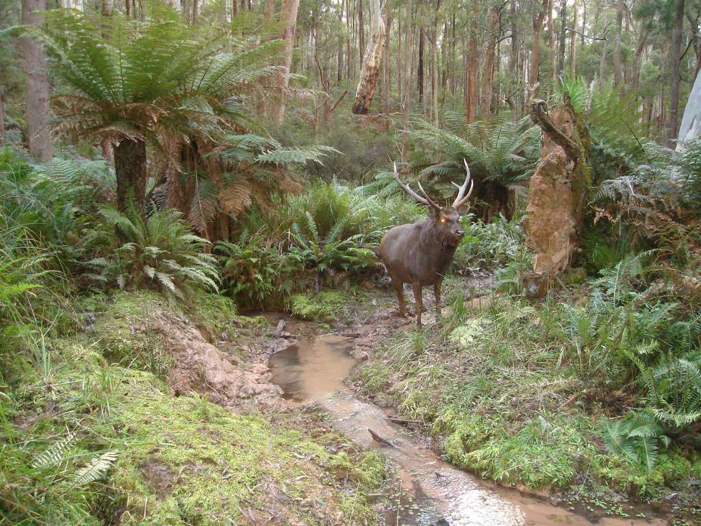 Rare Sambar Deer Sighting in Riverland Raises Fears of Illegal Release