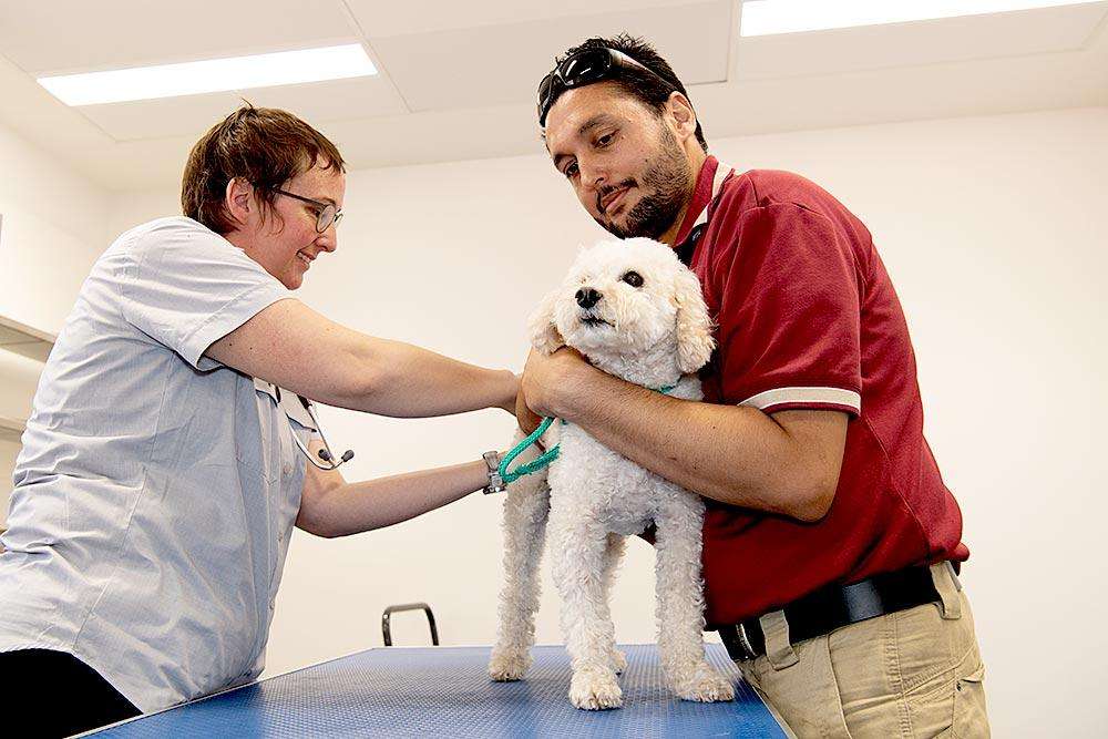 Surge in Dog Euthanasia on Sunshine Coast Linked to Tougher Queensland Laws