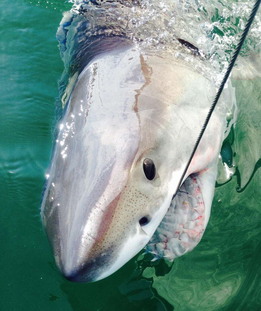 NSW Shark Mitigation Measures Highlighted as Experts Call for Wider Adoption