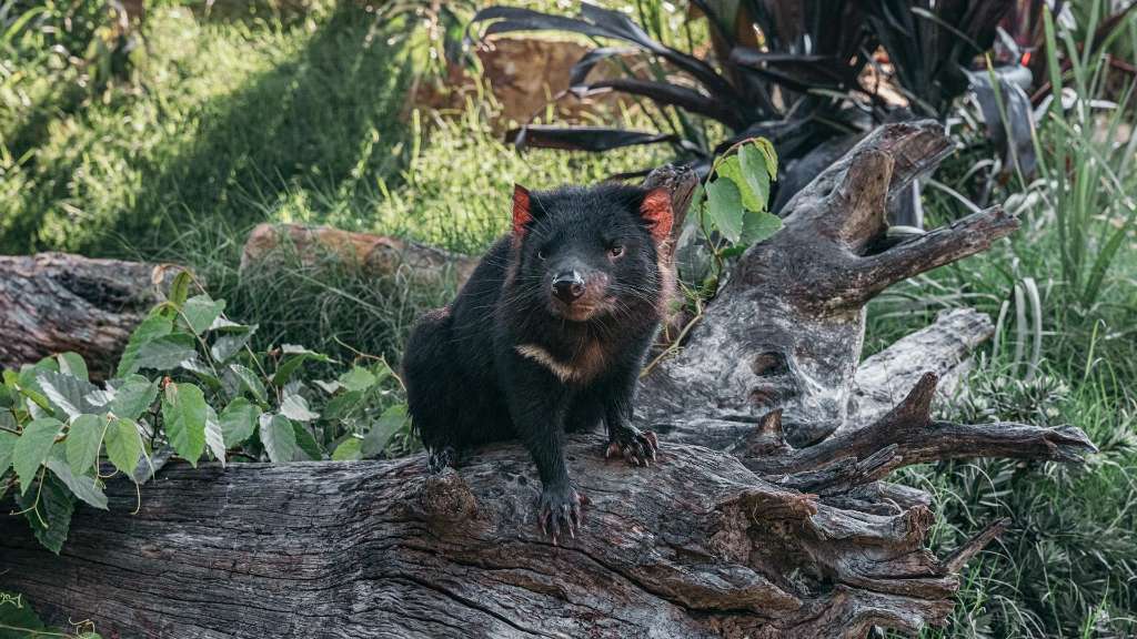 A Tasmanian devil at a wildlife sanctuary.
