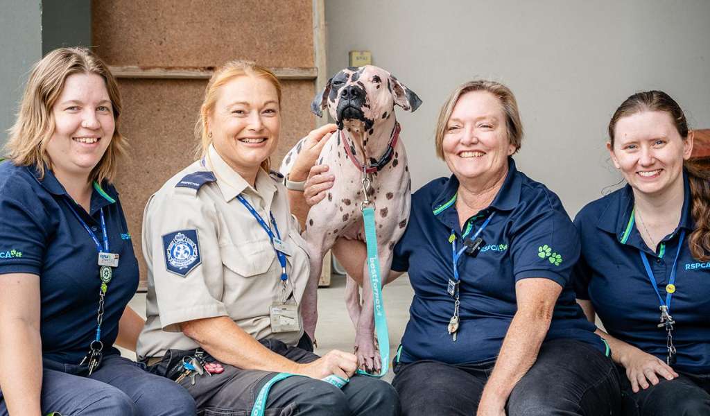 RSPCA Queensland to Pay Millions After Discovering Staff Underpayments - Brisbane, Queensland