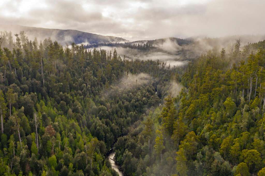 Renewed Calls for Great Southern Forest National Park in Tasmania