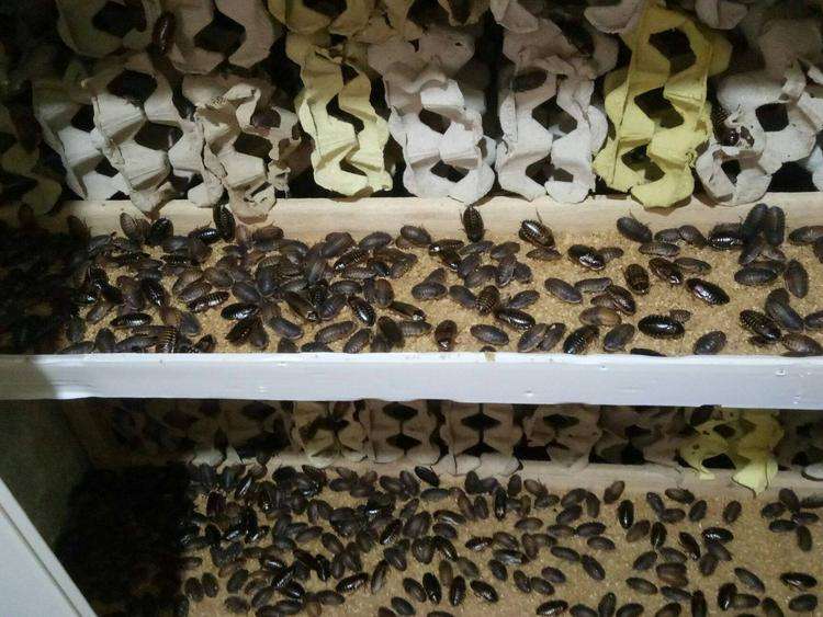 More Than 100,000 Illegal Exotic Cockroaches Seized in Record Australian Biosecurity Bust