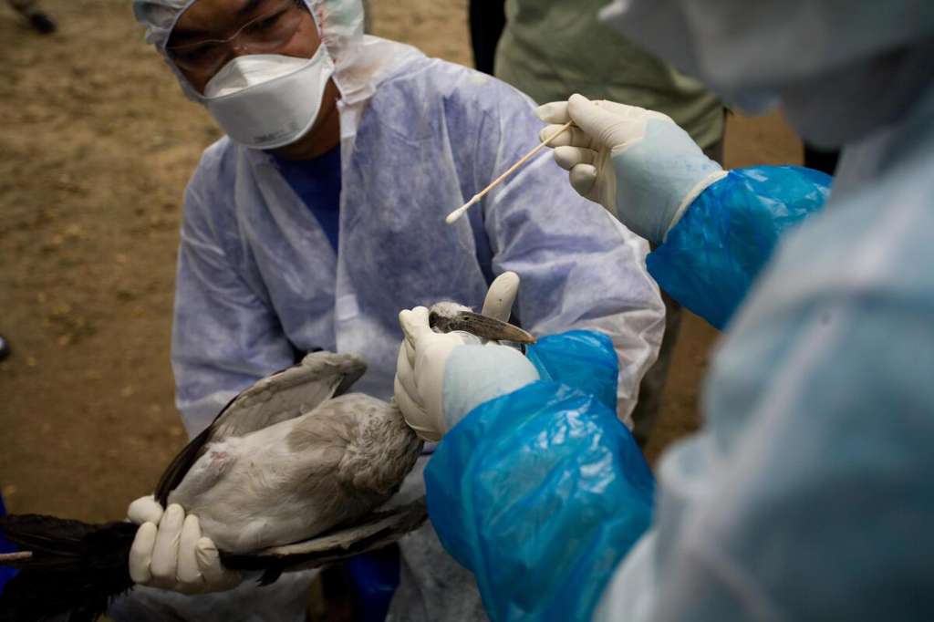 Reports of Sick and Dead Birds Raise Avian Flu Concerns in Western Australia - Perth, WA