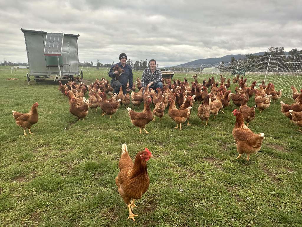 Tasmanian Egg Producers Prepare for Possible Bird Flu Euthanasia Measures - Hobart, Tasmania