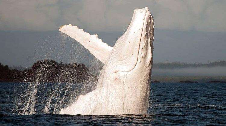 Veteran Researcher Reports Potential Sighting of Migaloo off Mid North Coast