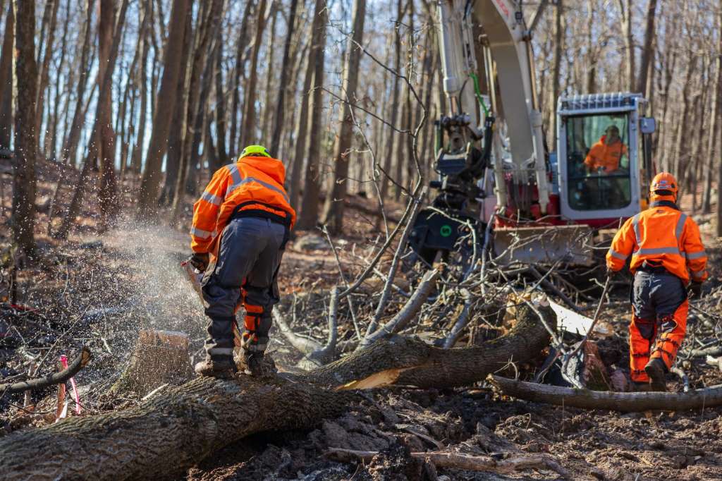 Mulligan Geotechnical fined over Khancoban tree-fall workplace incident - Albury, NSW
