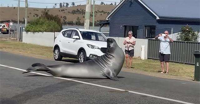 Neil the Seal crushes fence during latest Tasmanian adventure - Hobart, TAS