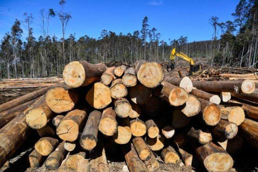 Forestry Corporation to cut more than 50 jobs as Great Koala National Park plan reshapes industry