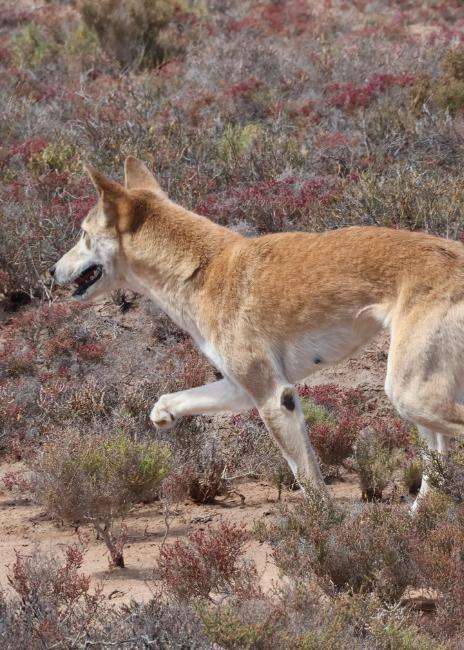 Dingo debate reaches WA farmland as farmers and conservationists clash