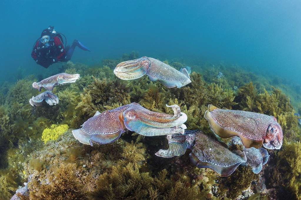 Temporary protection measures introduced for Whyalla's giant cuttlefish breeding grounds