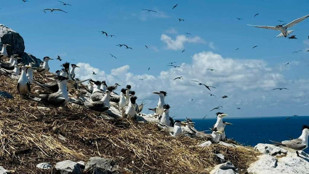 Drones deployed to protect rare migratory birds from invasive mice on remote Kimberley island - Broome, WA
