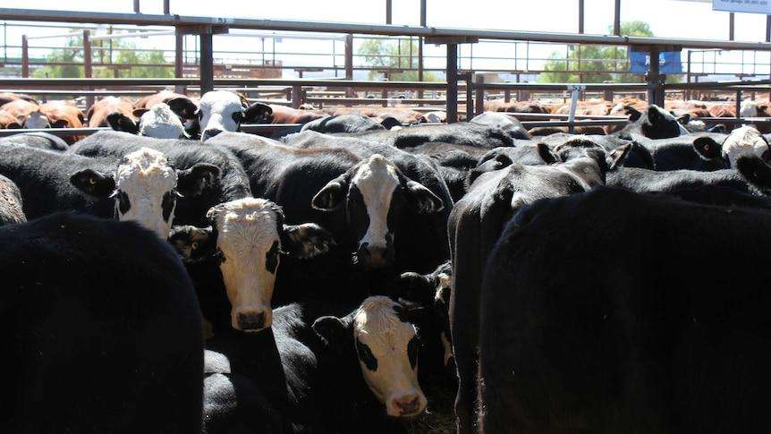 Strong cattle prices deliver $7 million-plus result at Alice Springs Show sale