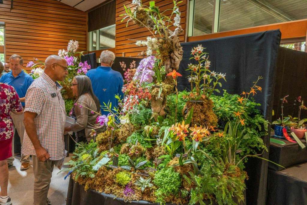 Thousands of orchids bloom as Townsville Winter Orchid Show opens in Kirwan