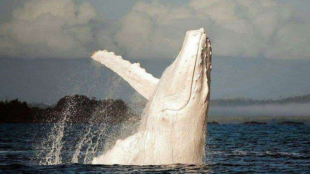 Beloved white humpback whale Migaloo spotted beginning annual northern migration