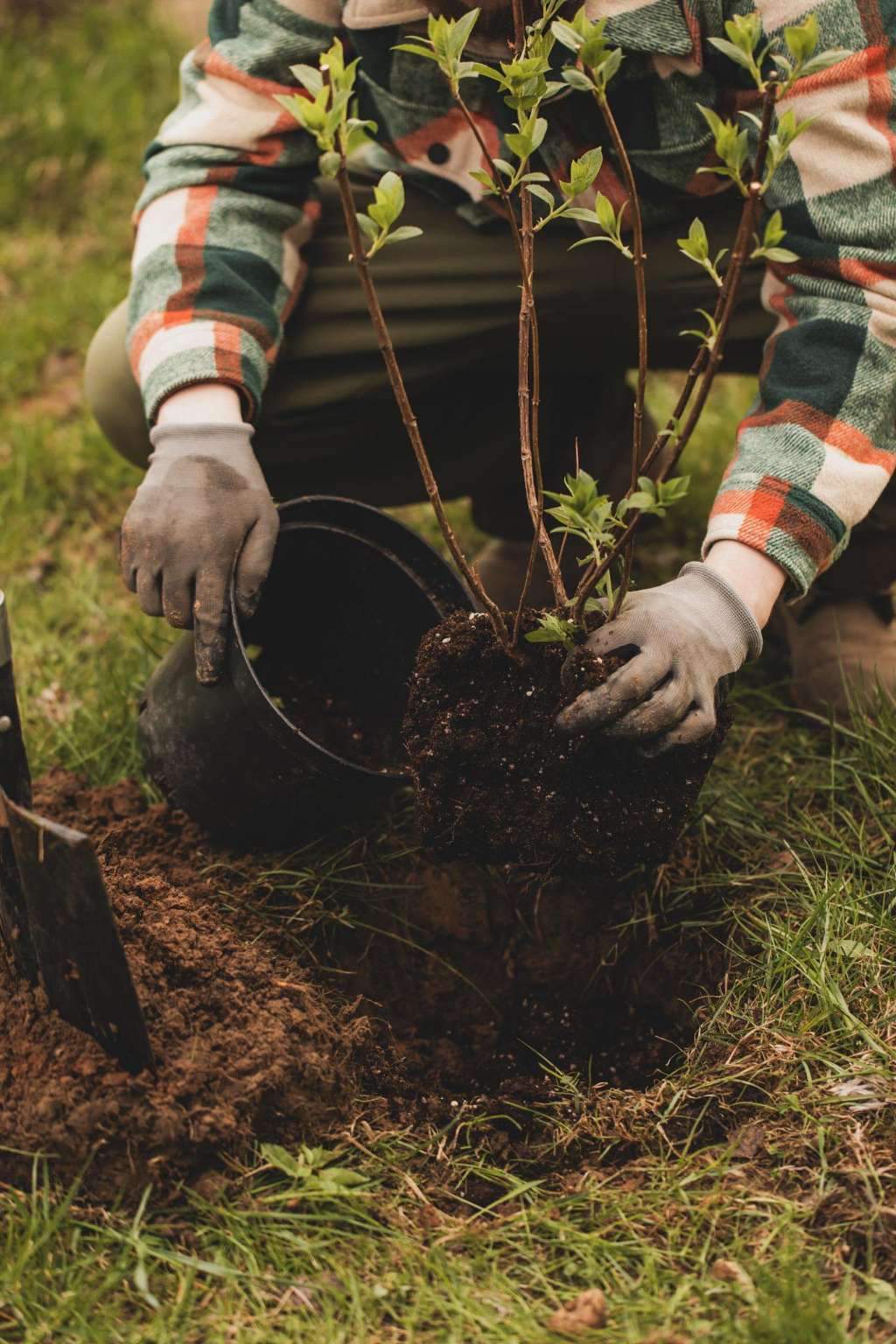 ABC Hobart Gardening Talkback Shares Winter Tips for Safe Tree Transplanting - Hobart, TAS
