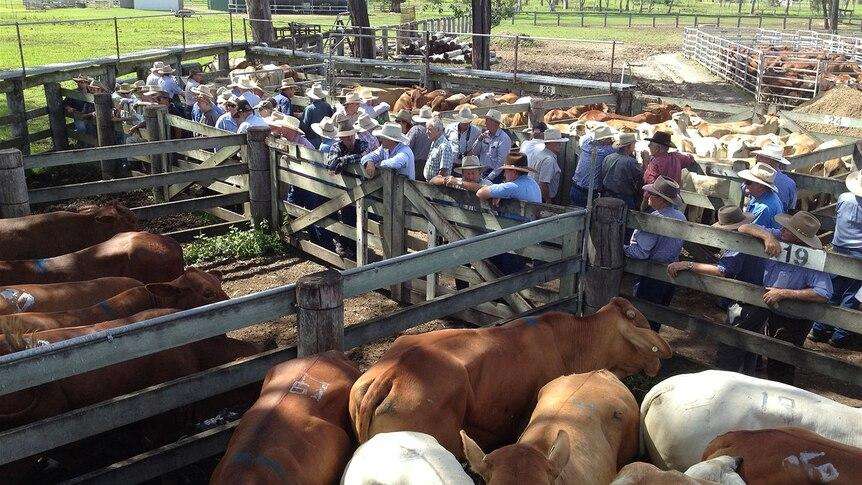 Steer Prices Hold Firm at Central Queensland Cattle Markets - Rockhampton, QLD