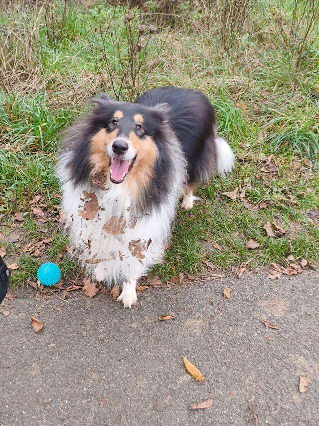 'A Dirtbag I Can Get Behind': Why One Dog's Filthy Treasure Delights Its Owner