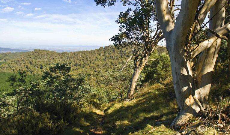 Coroner Rules Death of Missing Bushwalker Esther Wallace Was Not Suspicious