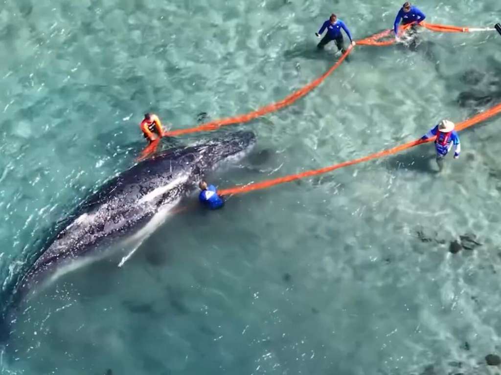 Young Humpback Whale Freed From Fishing Gear as Entanglements Rise Off NSW Coast