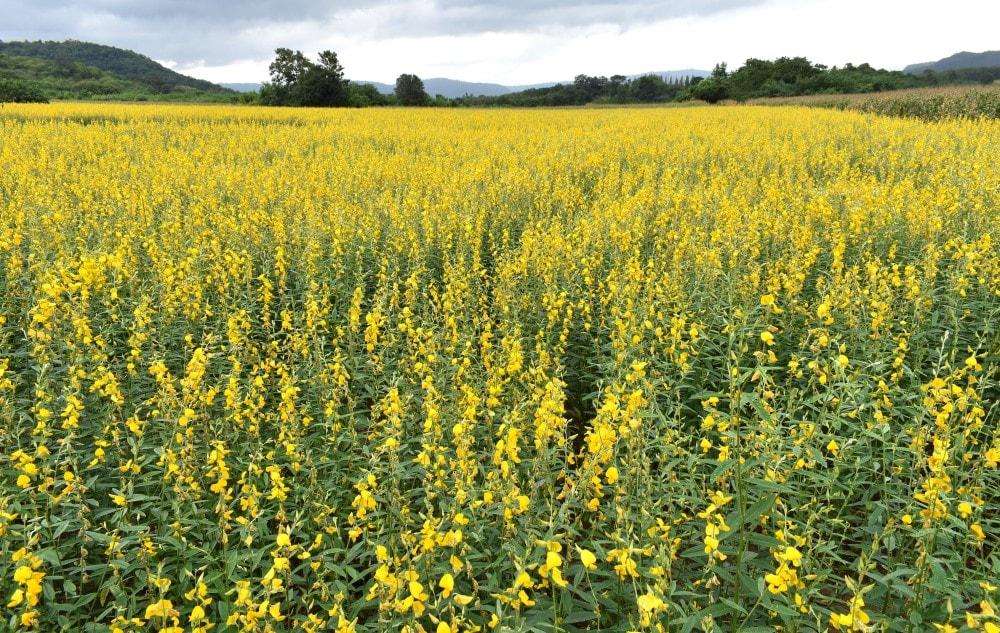 Sunn Hemp Helping Australian Farmers Cut Rising Urea Fertiliser Costs - Cairns, Queensland