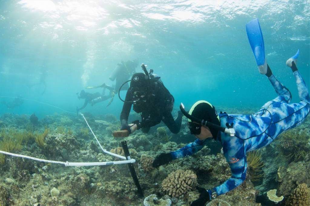 40 Years of Great Barrier Reef Monitoring Provides Critical Insights into Reef Health