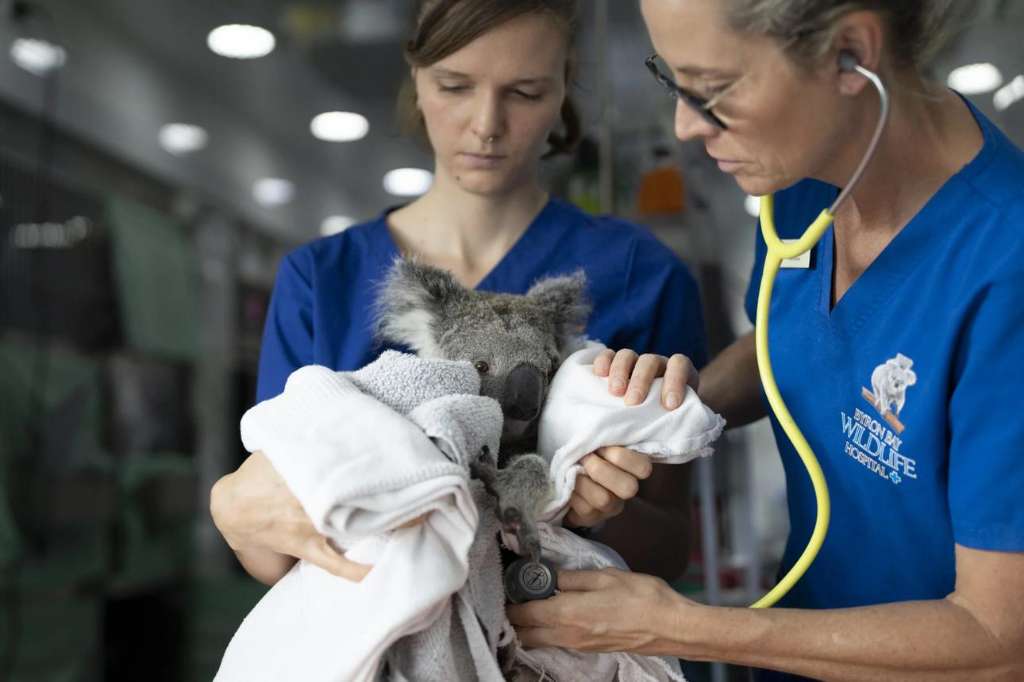 New North Queensland wildlife hospital takes major step forward as first phase arrives in Townsville