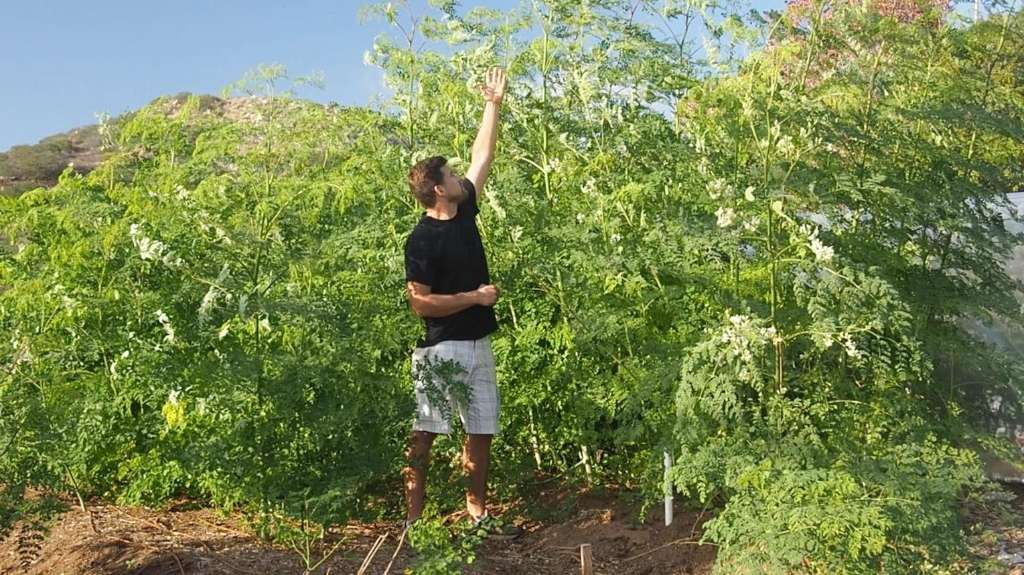 Moringa growers fight to overturn FSANZ decision preventing sale as food product