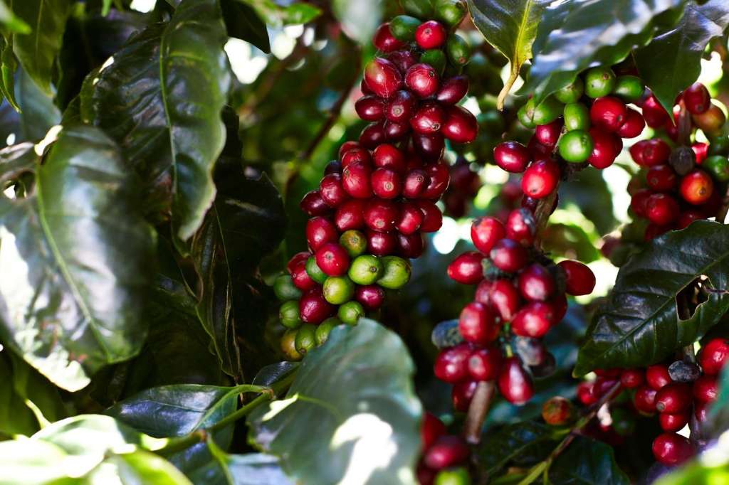 Australian coffee industry prepares for major expansion as demand for local beans grows