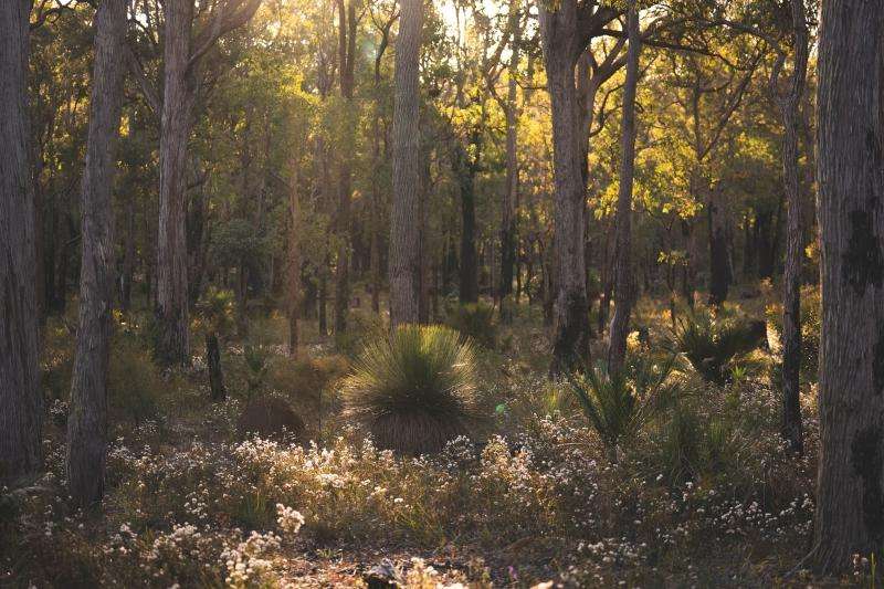 South West and Great Southern WA local news briefing: regional issues, environment and community updates - Bunbury, WA