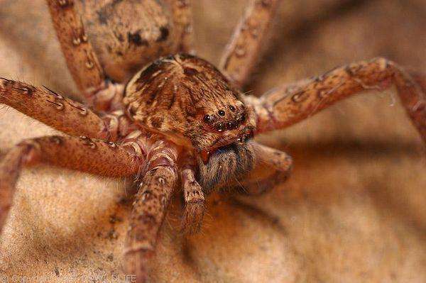 A close-up view of an Australian huntsman spider on a textured surface.