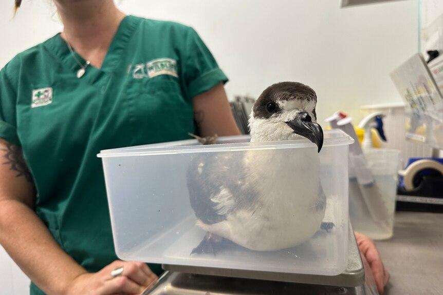 Sick Bird Found at Noosa as Queensland Authorities Prepare for Possible Avian Influenza Threat