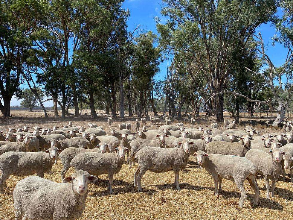 Australian Scientists Develop Tea Tree Oil Nanotechnology to Fight Costly Sheep Flystrike