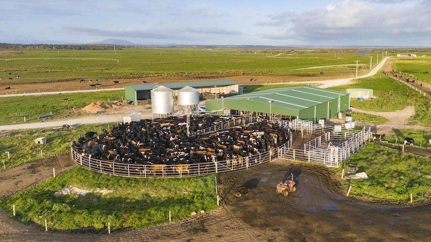 New Owners Reveal Plans for Tasmania's Largest Farm Following Controversial Sale - Gladstone, QLD
