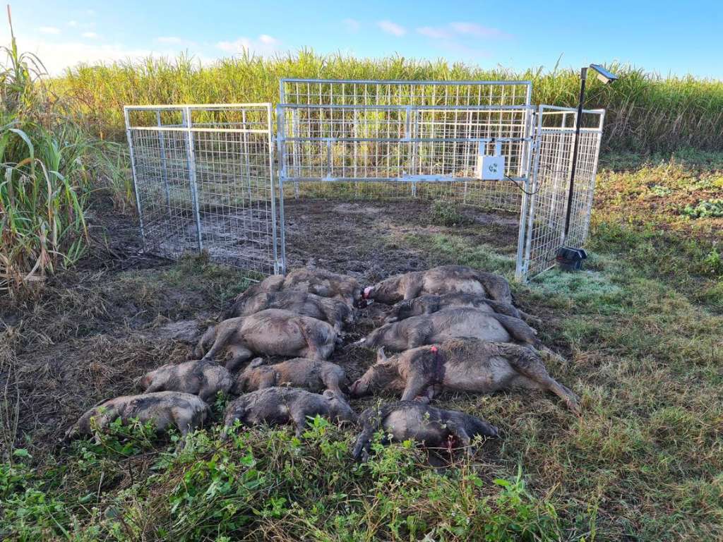 More Than 800 Feral Pigs Removed Across Cassowary Coast in Major Pest Control Program - Innisfail, QLD