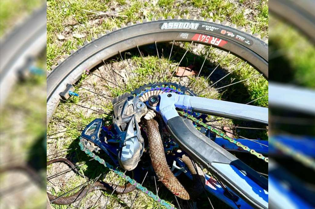 Cyclist Bitten After Eastern Brown Snake Becomes Trapped in Bicycle Chain on NSW Rail Trail - Byron Bay, NSW
