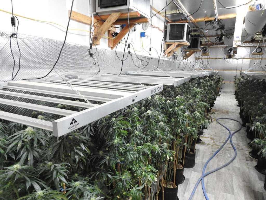 Police Seize More Than 120 Cannabis Plants and 30kg of Dried Cannabis in Lithgow Raid - Bathurst, NSW