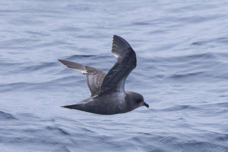 Rare Sub-Antarctic Petrels Spotted Alive at Sea Off NSW Coast for the First Time