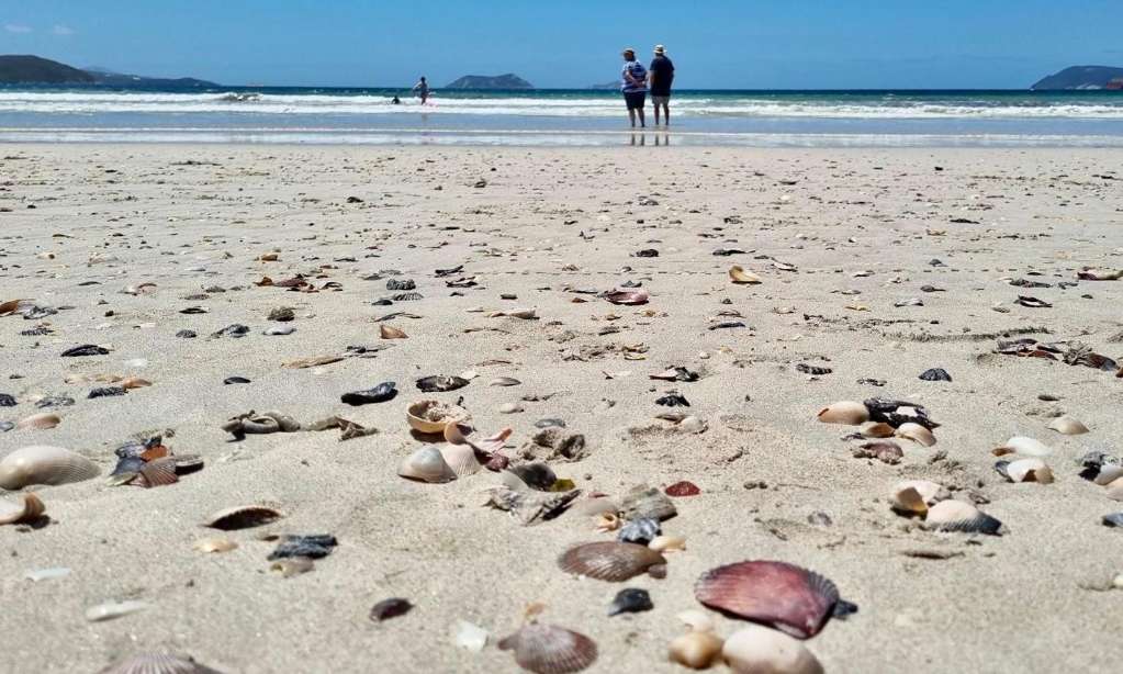 Winter Storms Bring Thousands of Seashells Back to Albany’s Middleton Beach