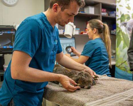 World-First Koala Chlamydia Vaccine Offers New Hope for Australia's Endangered Icon