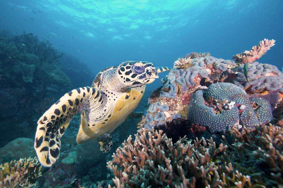 Rare Hawksbill Sea Turtle Discovery Highlights Importance of Marine Conservation in Illawarra