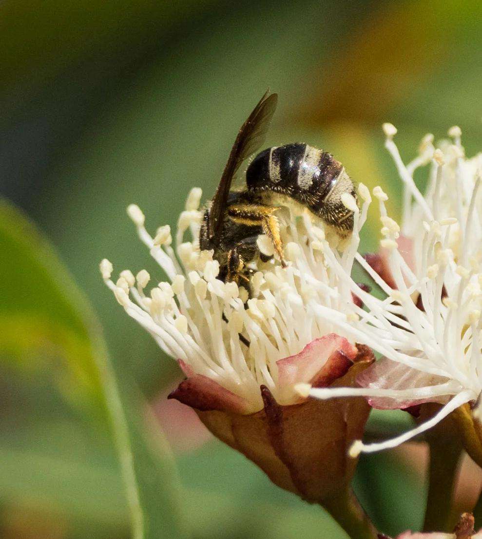 Australia's Biggest Bug Hunt Surpasses One Million Insect Records - Canberra, ACT