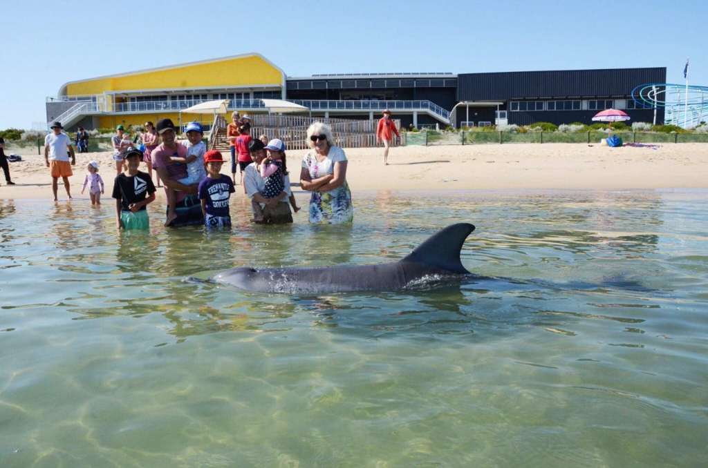 Unexpected Visitor Delights Beachgoers at Terrigal Beach