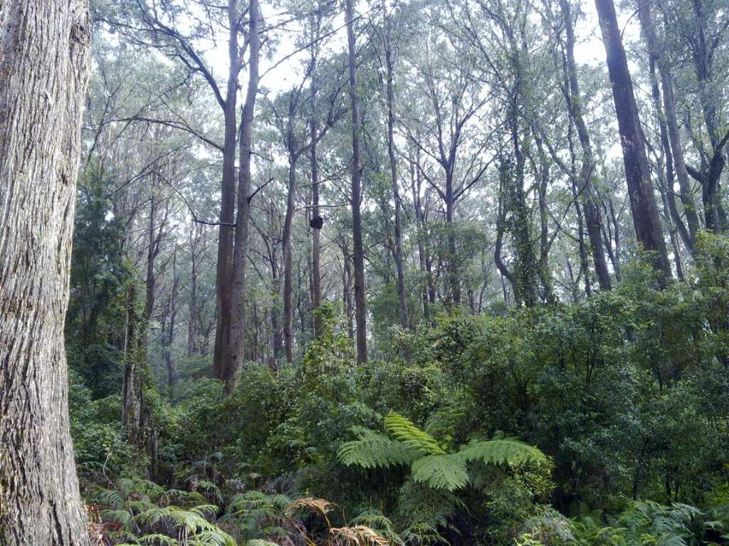 Community Calls for Balance Between Recreation and Conservation in Proposed Great Koala National Park