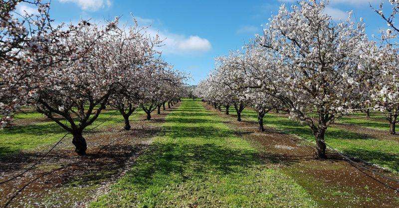 McLaren Vale Almond Blossoms Begin to Bloom, Bringing Early Signs of Spring Beauty