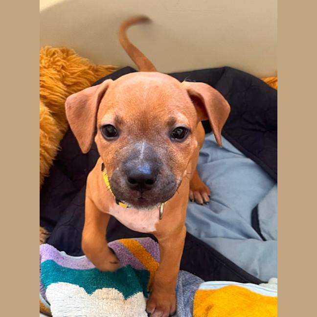 Young Staffy Cross Melody Looking for a Loving Forever Home